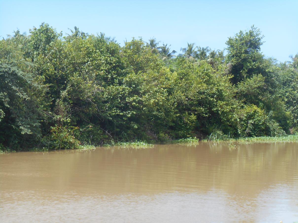 Le fourré littoral ripicole du canal d'Assinie | Côte d'Ivoire Biodiversity