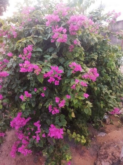 Bougainvillea glabra
