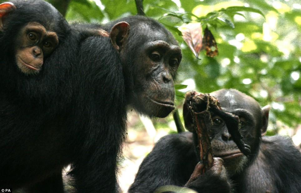 une famille de chimpanzé du Parc National de Taï se servant d'un outil pour se nourrir