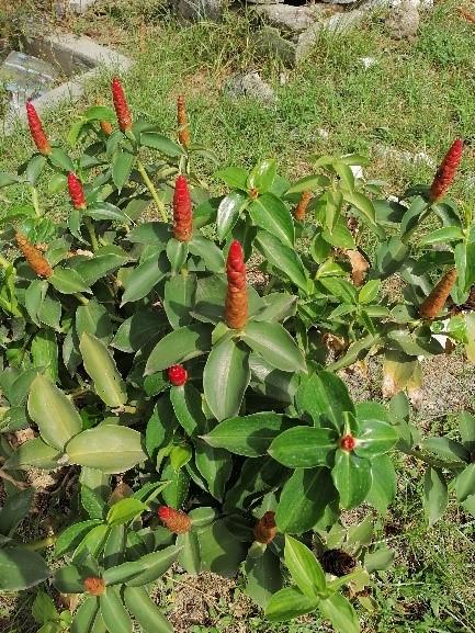 Costus spicatus