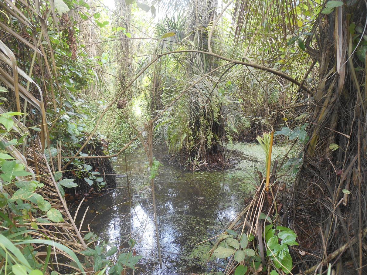 Forêt marécageuse à Raphia hookeri