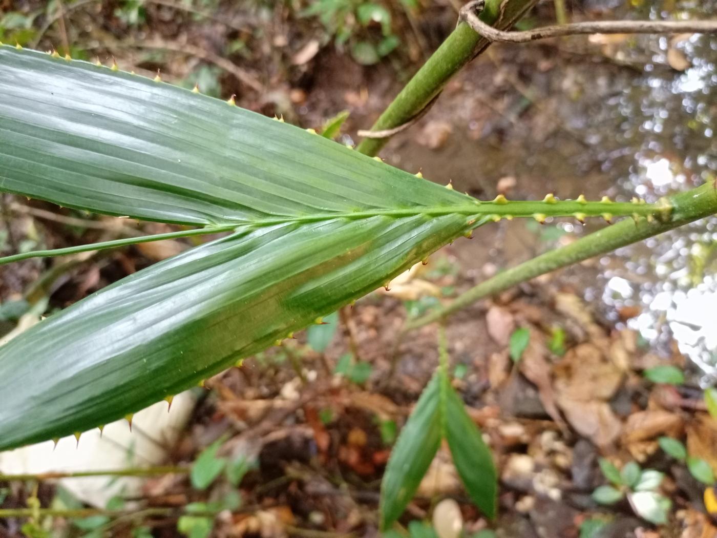 Laccorsperma opacum est une espèce à statut particulier de la forêt classée de Yapo Abbé