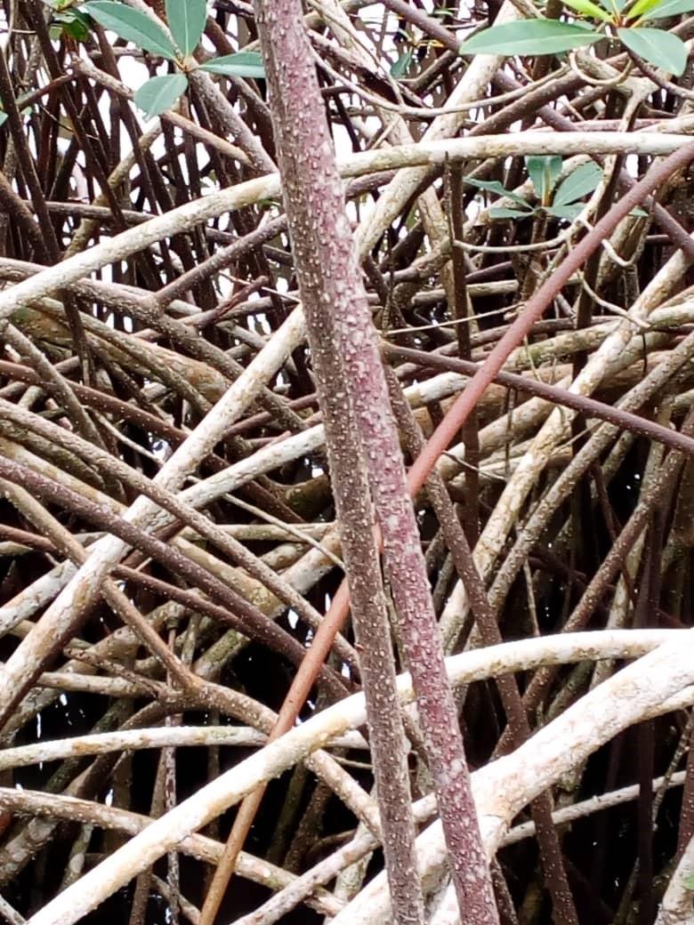 Présence de lenticelles sur les racines échasses de Rhizophora racemosa