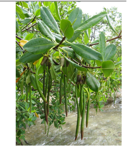 Propagules de Rhizophora racemosa