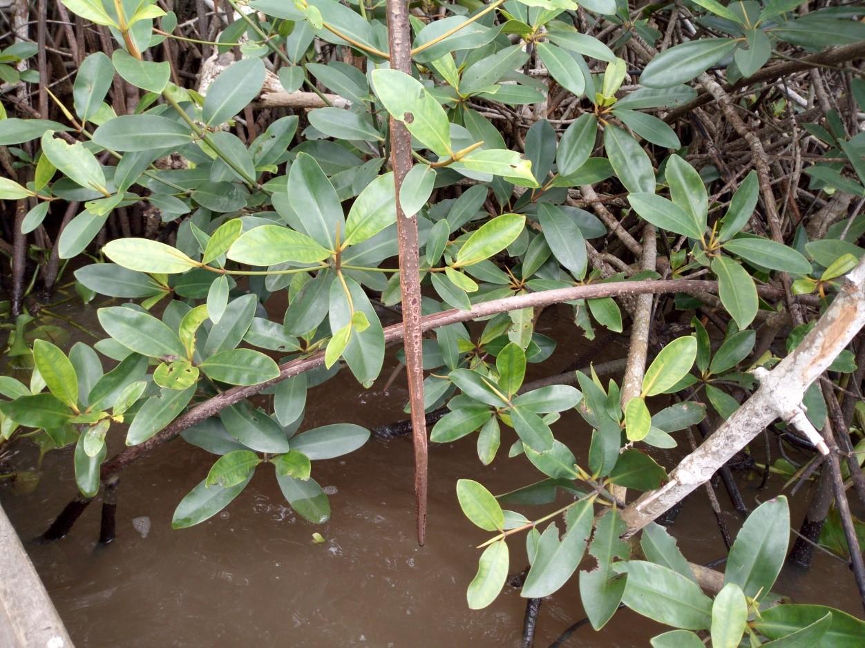 Racine échasse de Rhizophora racemosa