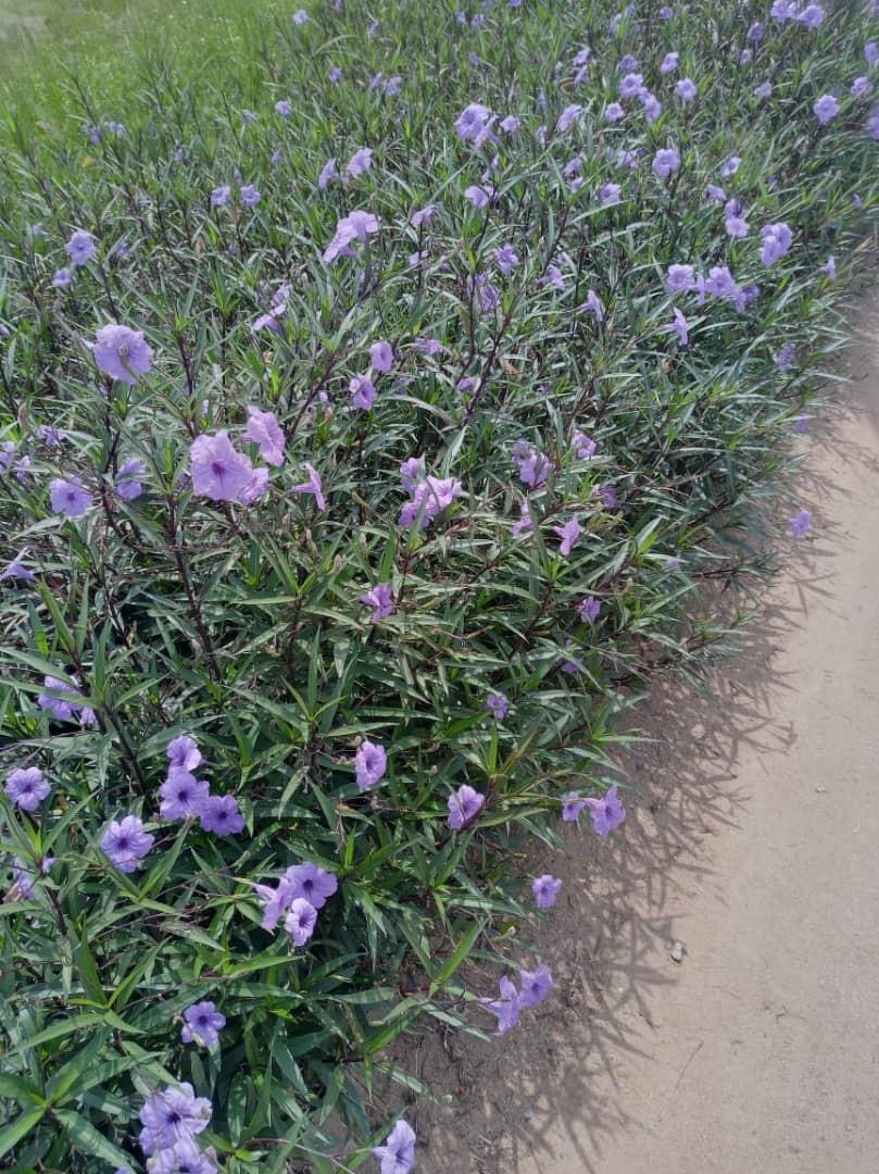 Ruellia simplex