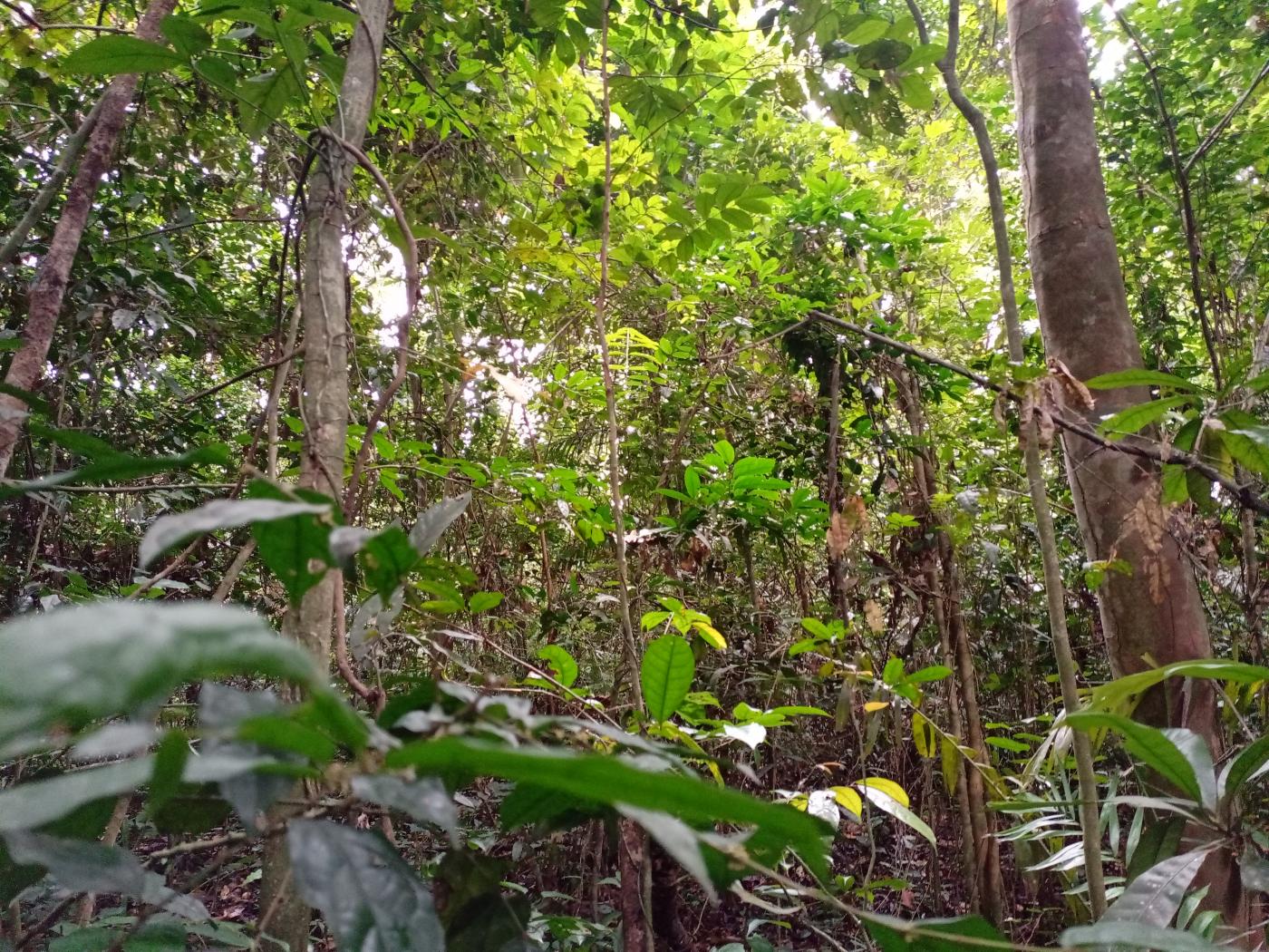 vue du sous bois de la forêt classée de Yapo Abbé