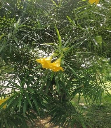 Thevetia neriifolia
