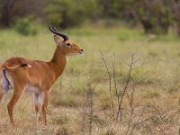 Antilope_Kob_vue_dans_le_parc_de_la_Comoé un antilope kob dans la savane du Parc National de Comoé