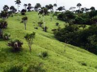 Paysage-savanicole-de-la reserve-dAbokouamekro Aperçu du paysage de la réserve d'Abokouamékro