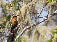 un apiculteur gorge rouge de se reposant sur un arbre