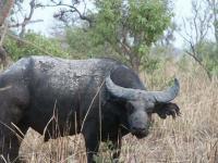 Aperçu d'un buffle dans la savane de la réserve d'Abokouamékro