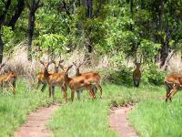 Un troupeau de cobe de buffon sur une piste du Parc National de la Comoé