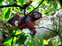 Un Colobe rouge se reposant sur un arbre du Parc National de Taï.