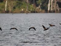 Le lac Buyo du Parc National de Taï, est un lieu très attractif pour les oiseaux.