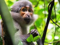 le Mangabey un singe assez particulier, présent dans le Parc National de Taï.