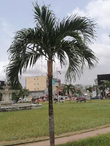 Roystonea regia