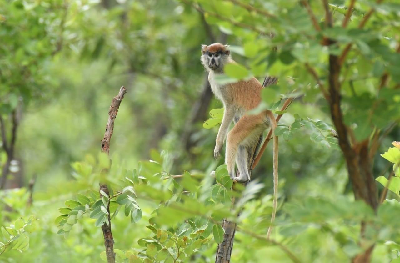 Singe du PNC (Côte d'Ivoire)