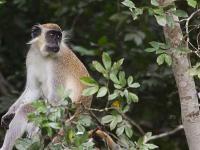 un singe vert perché dans la canopée