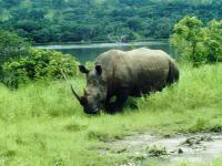 Rhinoceros_dAbokouamékro un rhineceros broutant la pleine de la réserve d'Abokouamékro