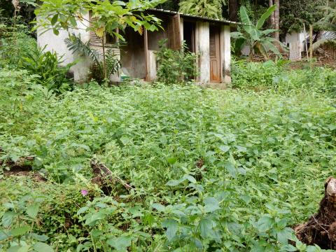 Une espèce invasive ageratum conozoides