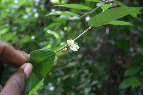 Aperçu d'un jeune plant feuillé de Baphia bancoensis (Espèce endémique ivoirienne) Baphia bancoensis (Espèce endémique ivoirienne)