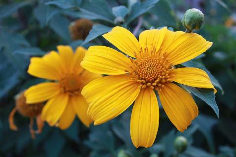 Vue d'une espèce exotique envahissante (Tithonia diversifolia) Espèce Exotique Envahissante