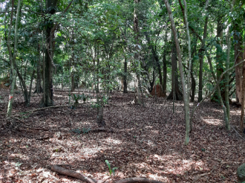 Sous bois du jardin botanique du Centre National de Floristique (CNF)